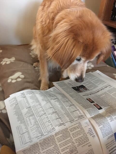 Award-winning Dog Reads the Newspaper